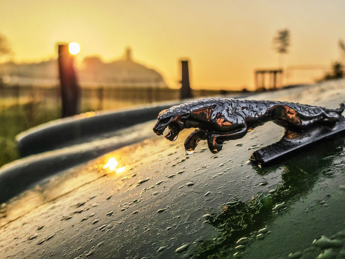 Close-up of crab on wet glass during sunset