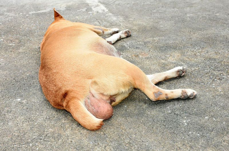 High angle view of dog sleeping on street