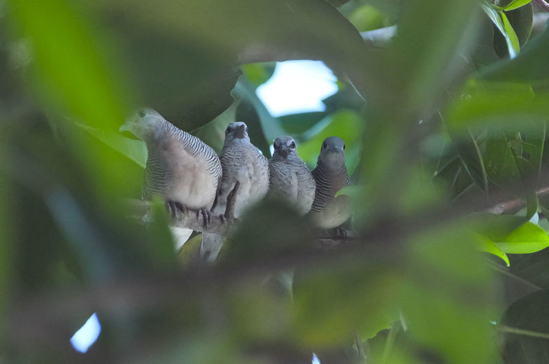 Birds perching on a plant