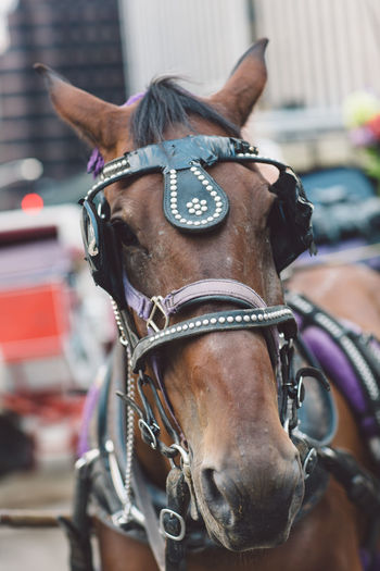 Close-up of horse on street