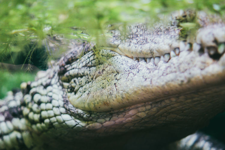 Animal of the world. wroclaw zoo. afrykarium