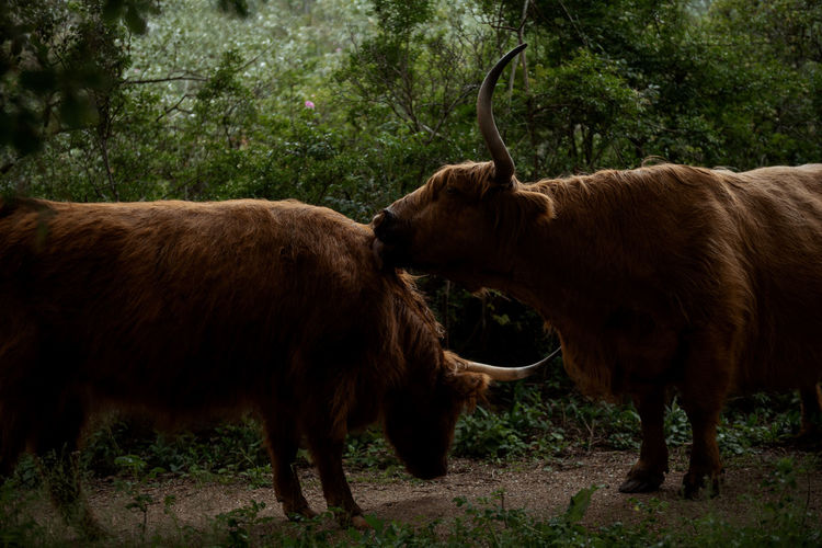Wild animals
