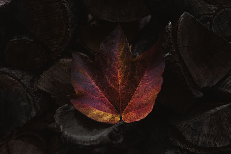Full frame shot of dried autumn leaf