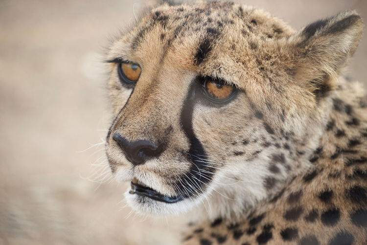 Close-up portrait of cheetah
