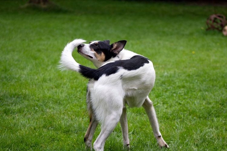 Dog smelling tail on grassy field