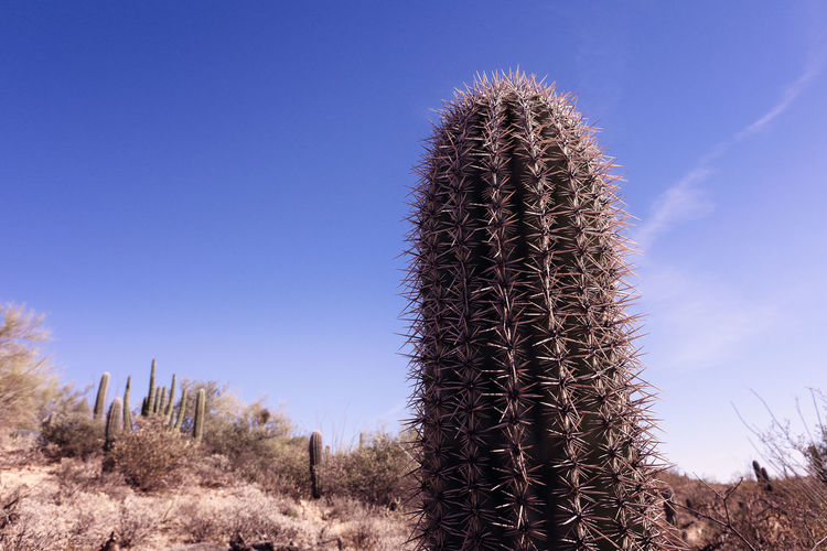 Cactus growing on field against clear blue sky