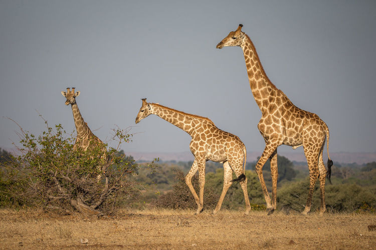 Giraffes standing on field