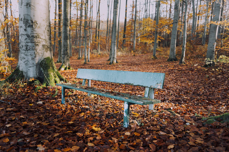 Park bench by autumn trees in forest