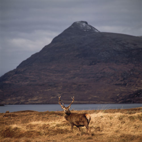 Scenic view of stag in front of mountains at glen coe , scotland 