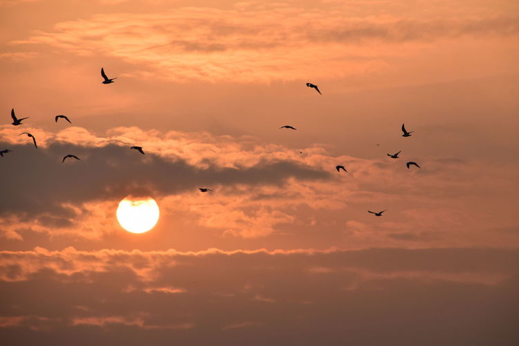 Silhouette birds flying in sky during sunset