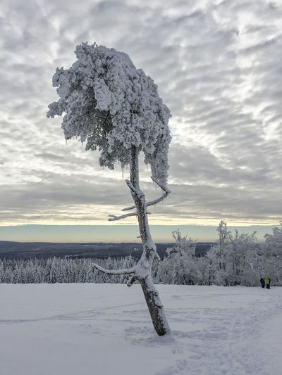 Frozen tree on snow field against sky