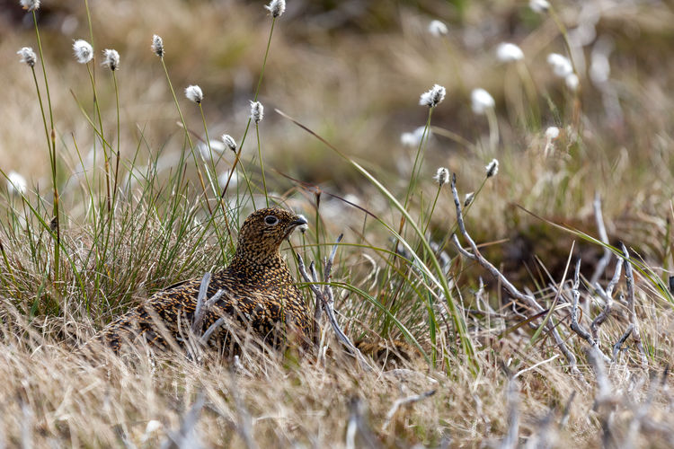 Female red grouse sitting on her nest
