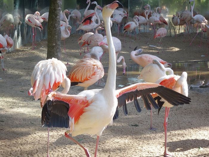 Flamingos at lakeside