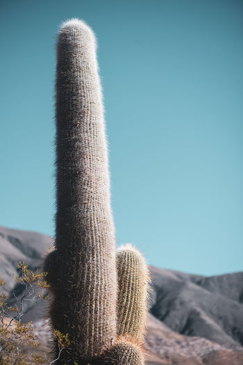Close-up of cactus plant against clear sky