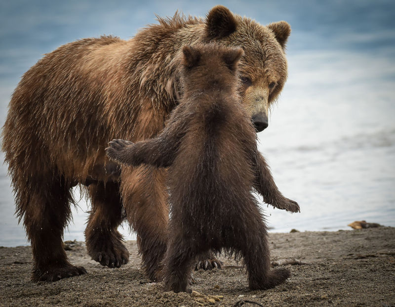 mama bear and cubs playing