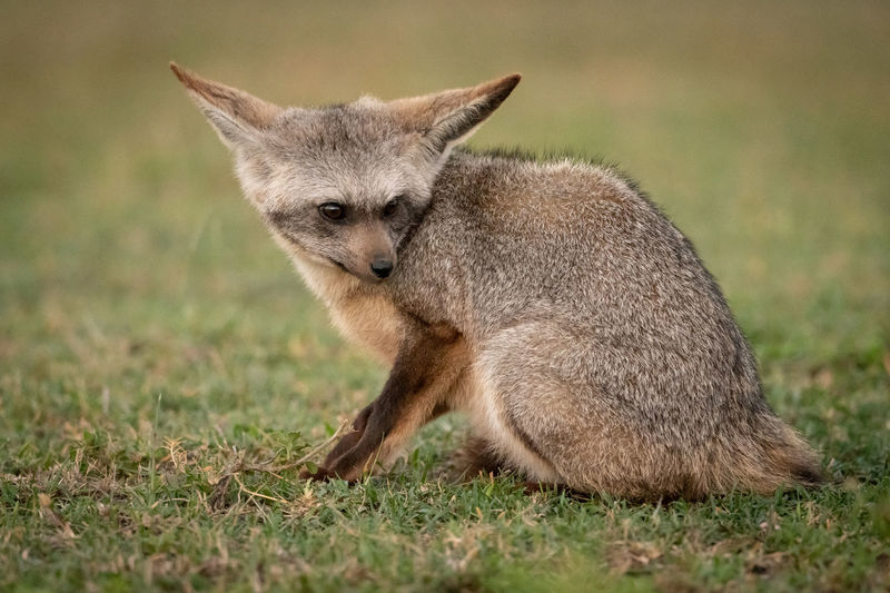 Close-up of fox sitting on land