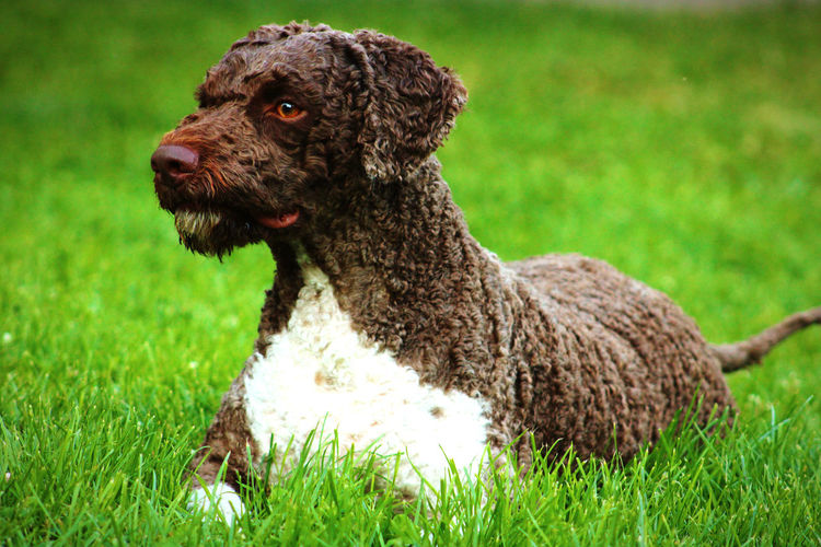 A lagotto romagnolo resting after a hairdresser