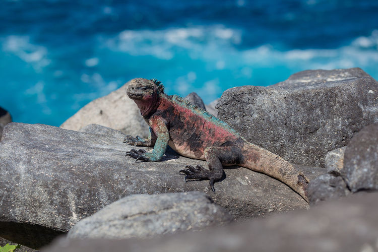 Lizard on rock in sea