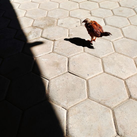 High angle view of bird on street