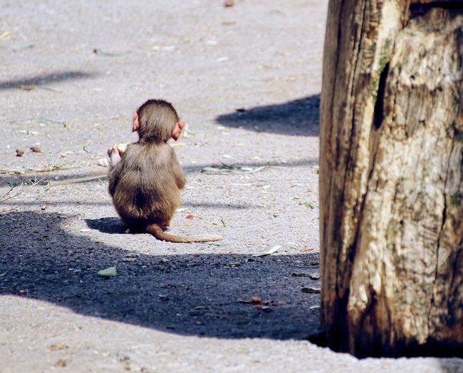 Rear view of monkey sitting on land