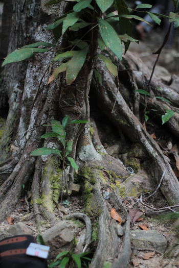 Close-up of tree roots on field