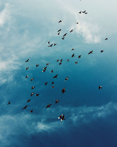 Low angle view of birds flying in sky