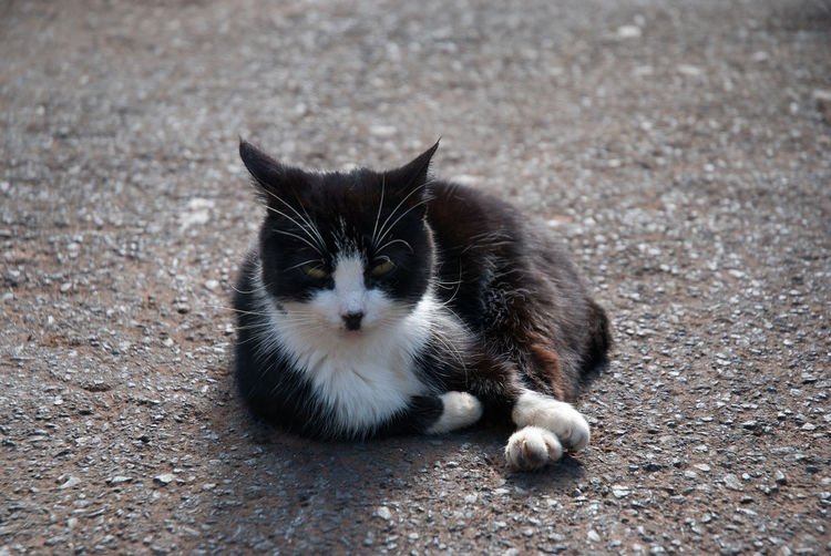 Portrait of cat