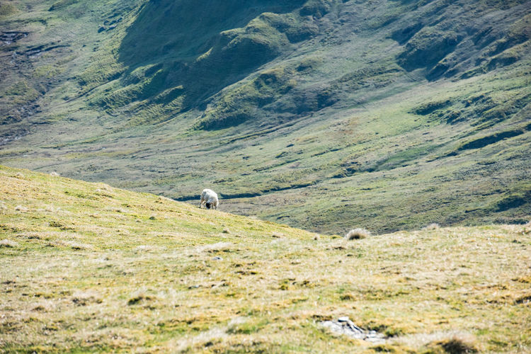 View of a grazing on landscape