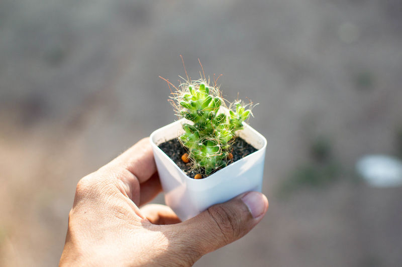 Close-up of hand holding small potted plant outdoors