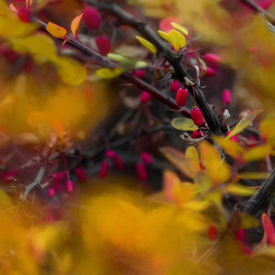Close-up of yellow flowers