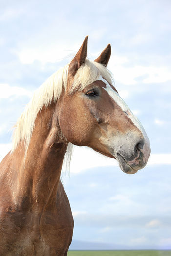 Close-up of a horse against sky