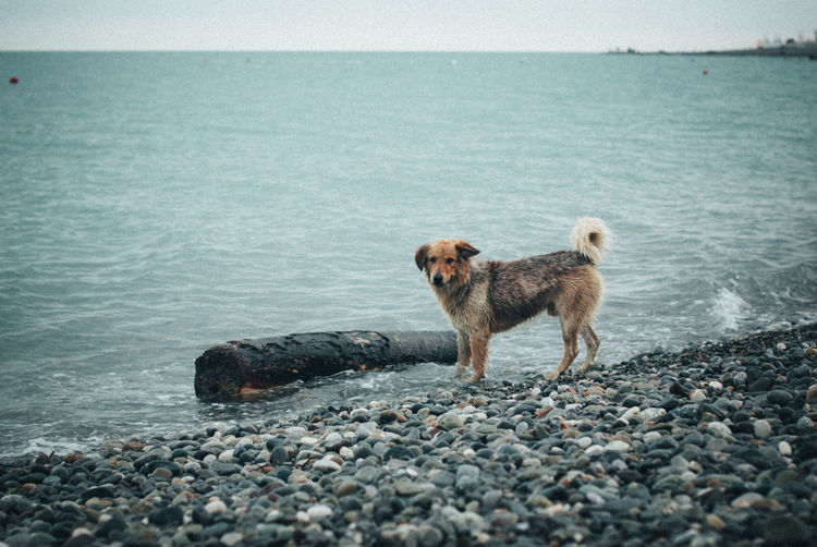 Dog on rocks at beach