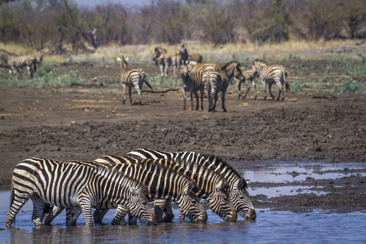 Zebras drinking water from lake