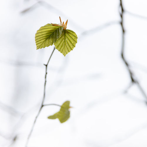 Close-up of plant leaves