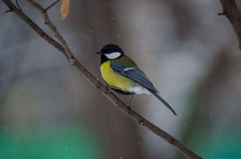 Close-up of bird perching on yellow during winter
