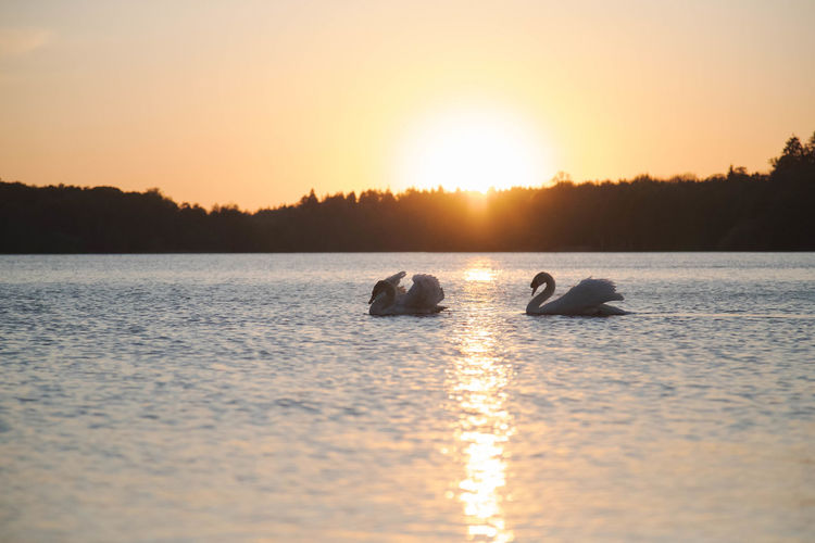 Silhouette ducks swimming in lake during sunset