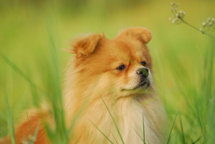 Cute puppy in a field