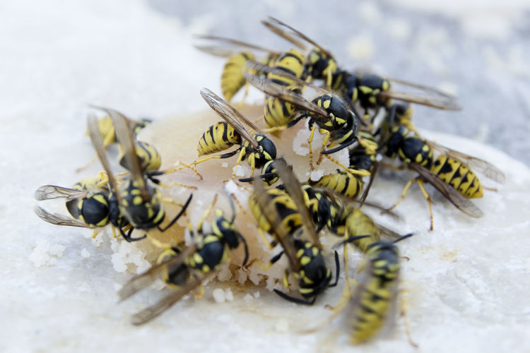 High angle view of wasps on sweet food