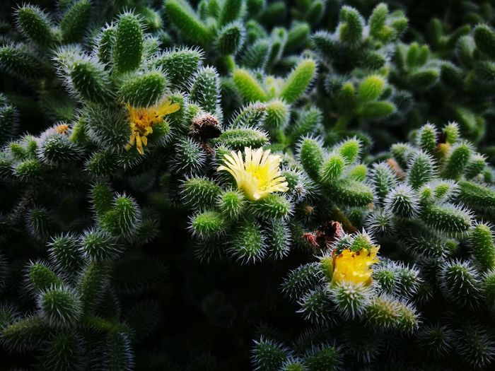 High angle view of yellow flowers blooming outdoors