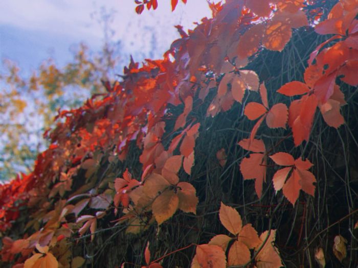 Close-up of autumnal leaves on plant against sky