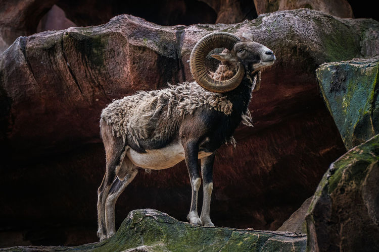 Low angle view of mouflon on rock in zoo.