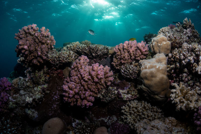 Low angle view of coral in sea