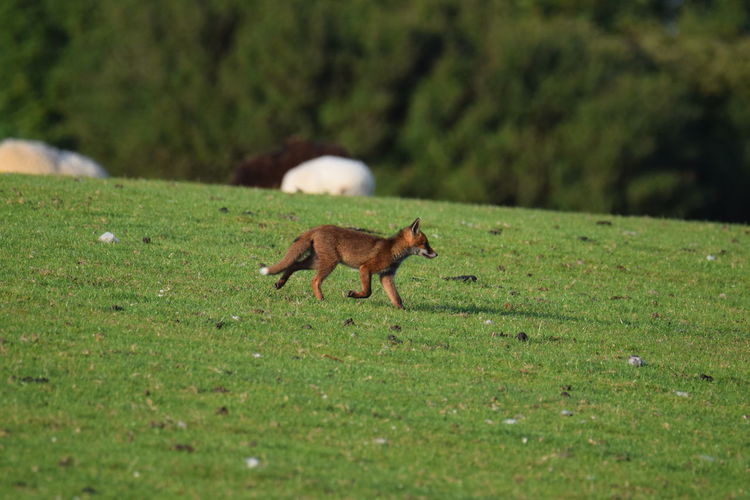 View of a fox in field