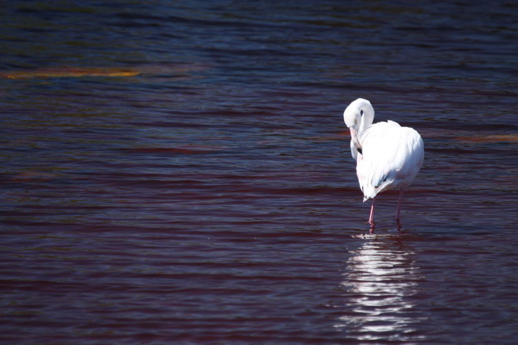 White swan in a lake