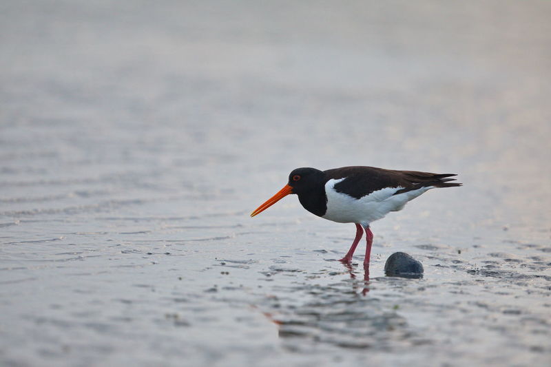 Oystercatcher searching for food in the wadden sea