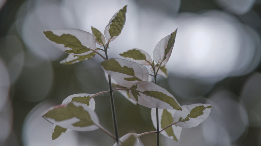 Close-up of white flowering plant