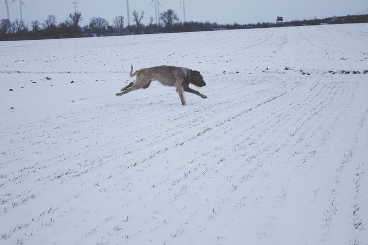 Dog running on snow covered landscape