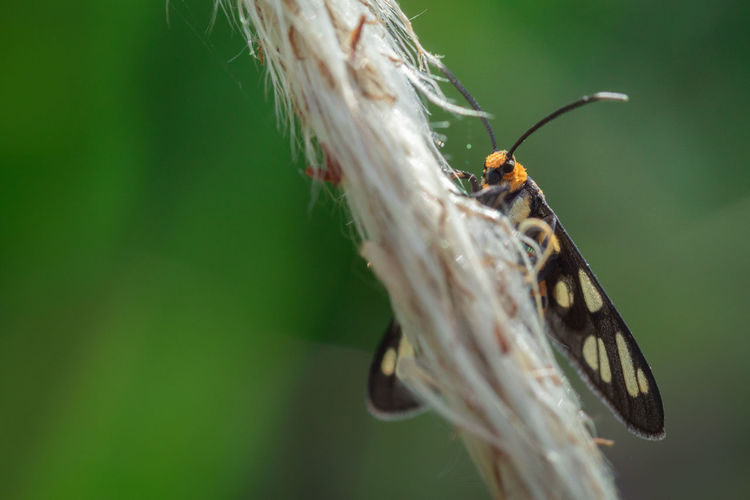 Beauty image of wasp moth hanging on a flower grass