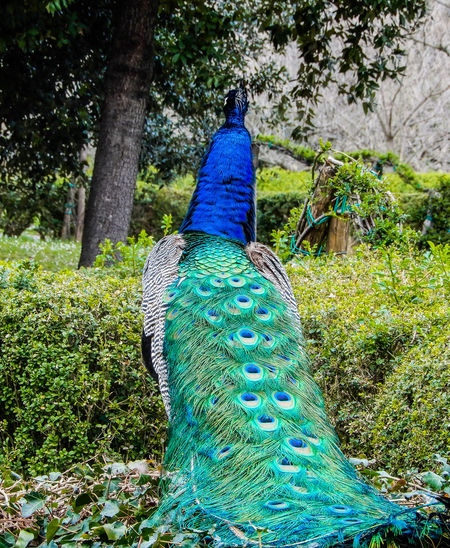 Peacock in a forest