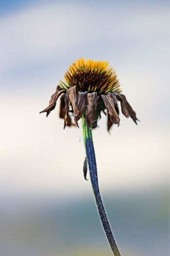 Dead ring flowe